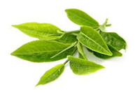 Vaping Green Tea